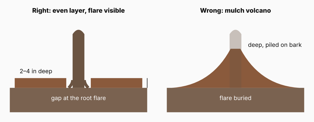 Correct mulching, an even 2 to 4 inch layer with a gap at the root flare, compared with a mulch volcano piled against the tree trunk